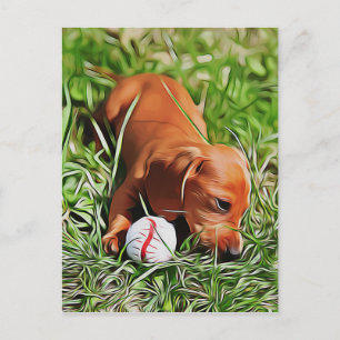 Cartão Postal Filhote de Dachshund Deitado na Grama Com Bola Pos