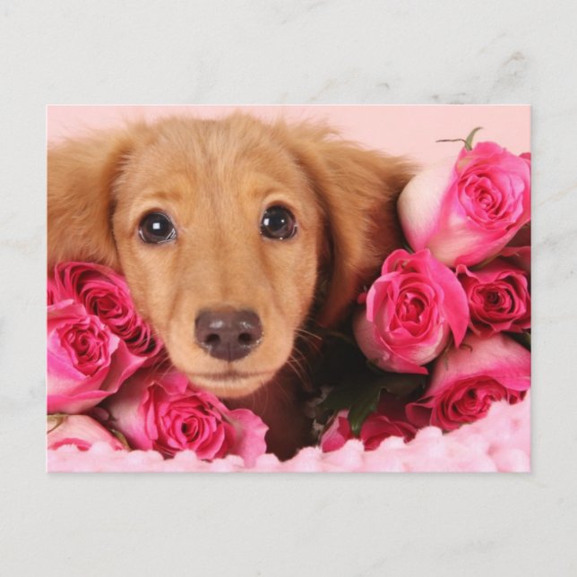 Cartão Postal Filhote de Dachshund Rodeado por Rosas (Frente)
