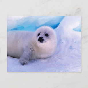 Cartão Postal Filhote de foca harpa coberto de flocos de neve