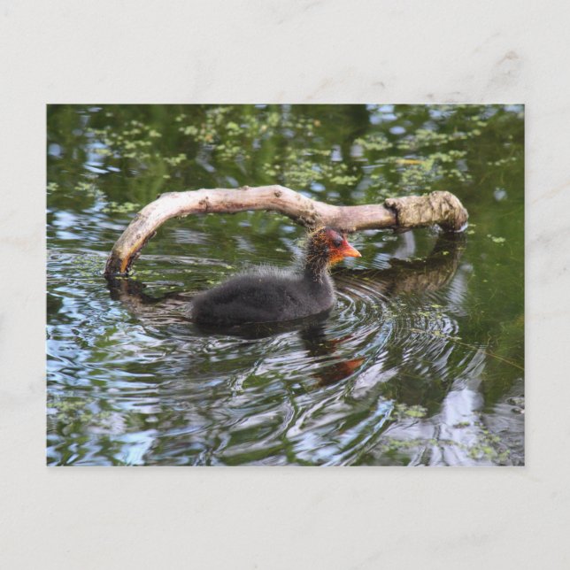 Cartão Postal Filhote de Galeirão (Frente)