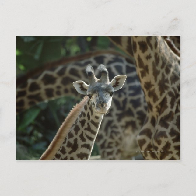 Cartão Postal Filhote de girafa com girafas (Frente)
