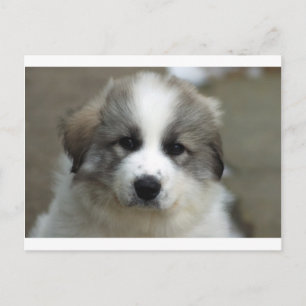 Cartão Postal Filhote de Great Pyrenees