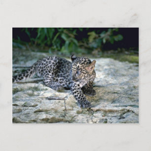 Cartão Postal Filhote de leopardo