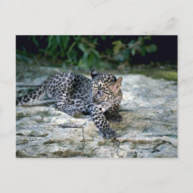 Cartão Postal Filhote de leopardo (Frente)