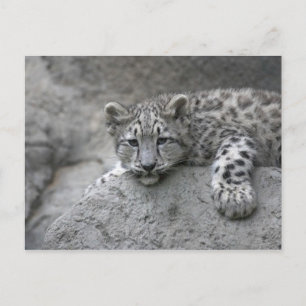 Cartão Postal Filhote de leopardo-da-neve de 4 meses de idade es