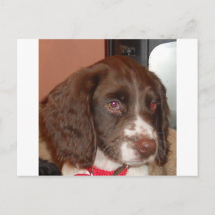 Cartão Postal Filhote de lw inglês_Springer_Spaniel
