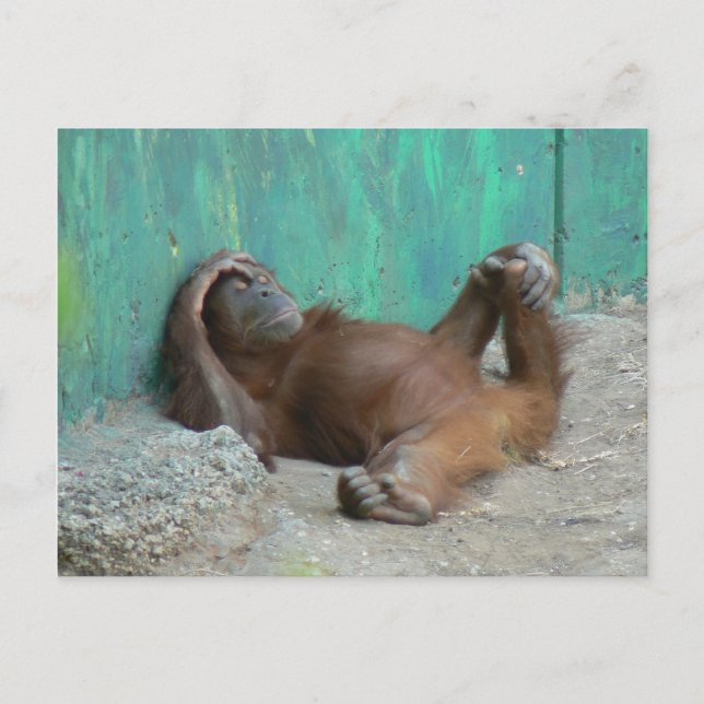 Cartão Postal Filhote de orangutang descansando (Frente)