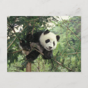 Cartão Postal Filhote de Panda Gigante sobe em uma árvore, Vale 