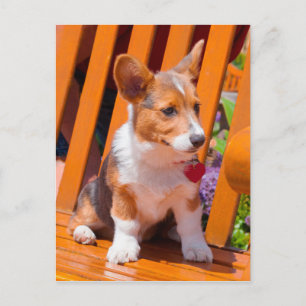 Cartão Postal Filhote de Pembroke Welsh Corgi sentado em um banc