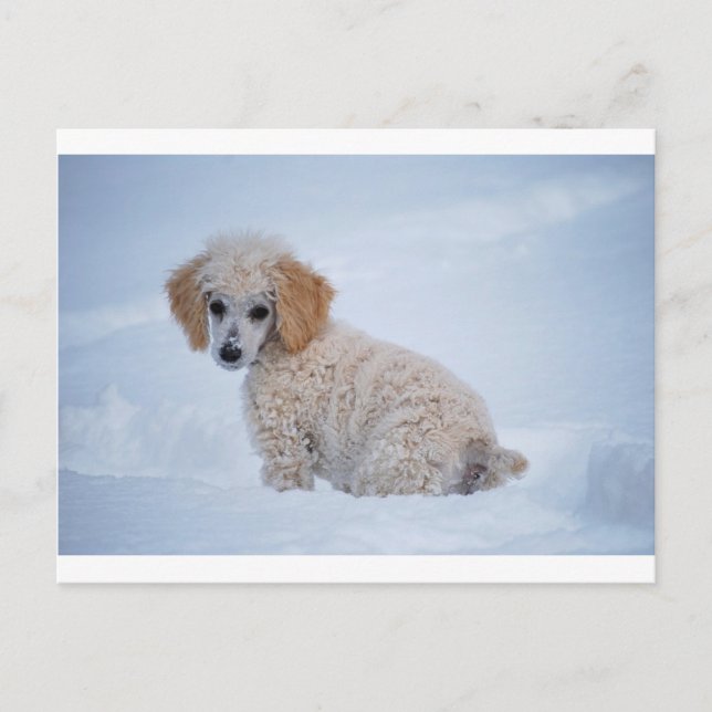 Cartão Postal Filhote de Poodle Branco Precioso na Neve (Frente)
