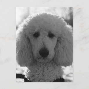 Cartão Postal Filhote de Poodle preto e branco com olhos de rost