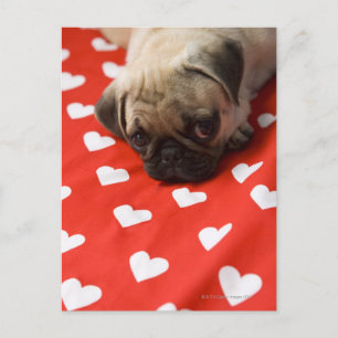 Cartão Postal Filhote de pug deitado na cama, close-up