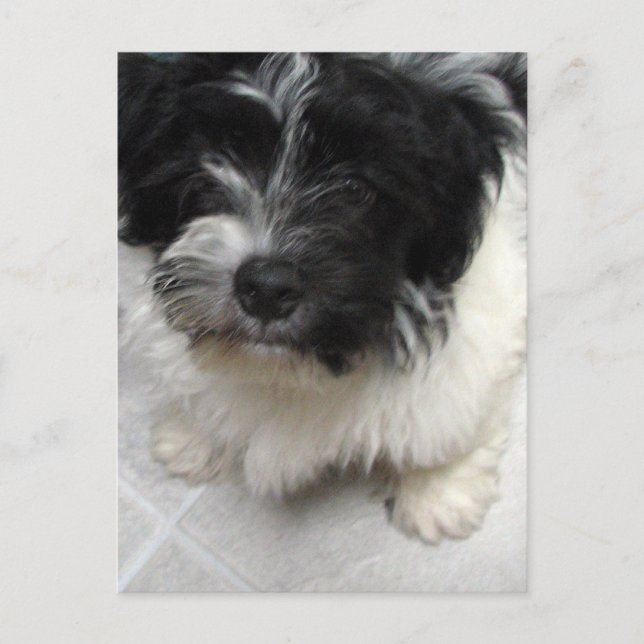 Cartão Postal Filhote de resgate Havanese preto e branco (Frente)