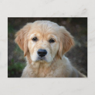 Cartão Postal Filhote de Retriever Dourado