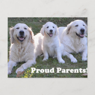 Cartão Postal Filhote de Retriever Dourado com Pais Orgulhosos
