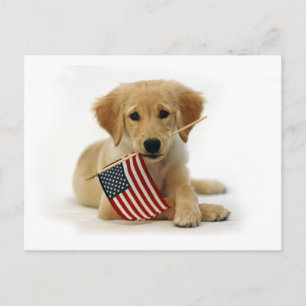 Cartão Postal Filhote de Retriever Dourado e Bandeira