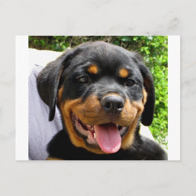 Cartão Postal Filhote de Rottweiler (Frente)