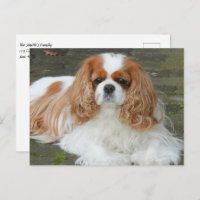 Filhote de Spaniel Cavalier King Charles Blenheim