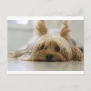 Cartão Postal filhote de terrier de yorkshire animalzinho cachor