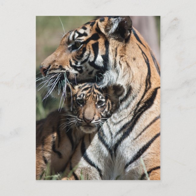Cartão Postal Filhote de tigre (Frente)