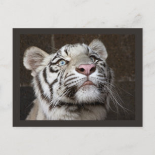 Cartão Postal Filhote de Tigre Branco