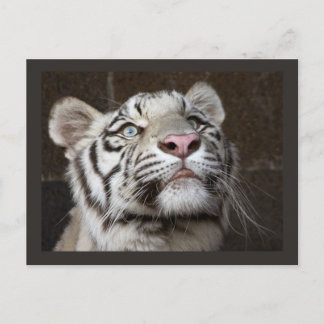 Cartão Postal Filhote de Tigre Branco