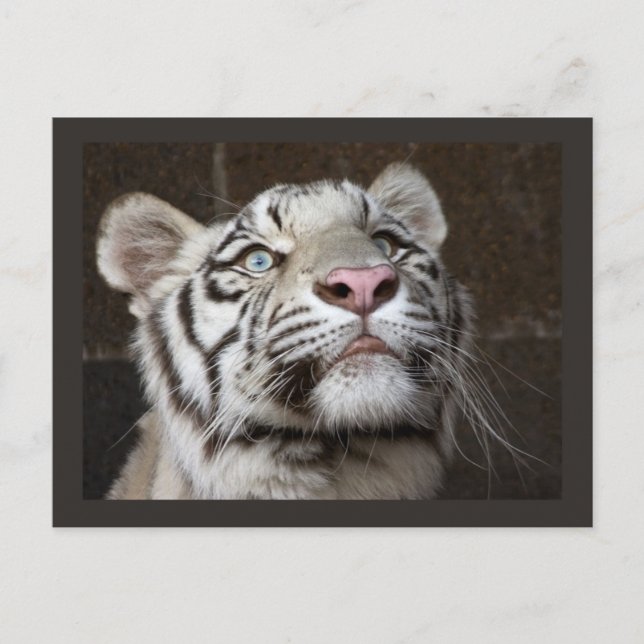 Cartão Postal Filhote de Tigre Branco (Frente)