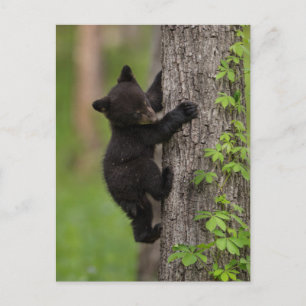 Cartão Postal Filhote de Urso Negro Subindo em Árvore