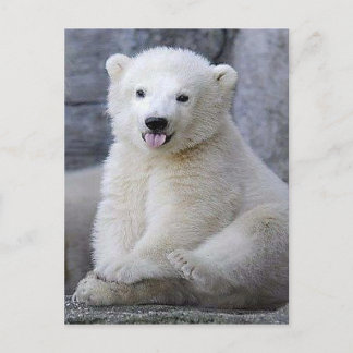 Cartão Postal Filhote de Urso Polar