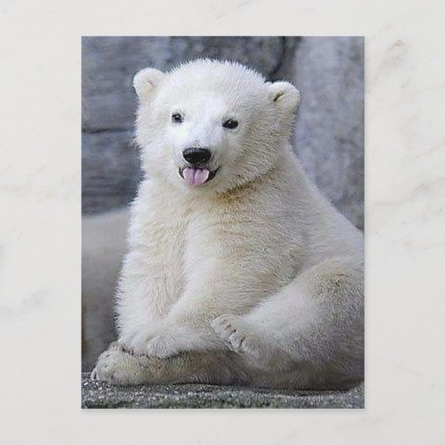Cartão Postal Filhote de Urso Polar (Frente)