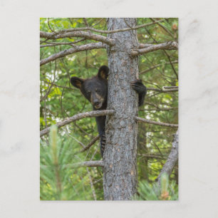 Cartão Postal Filhote de Urso Subindo Árvore