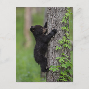 Cartão Postal Filhote de Urso Subindo em uma Árvore