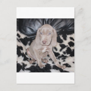 Cartão Postal Filhote de Weimaraner