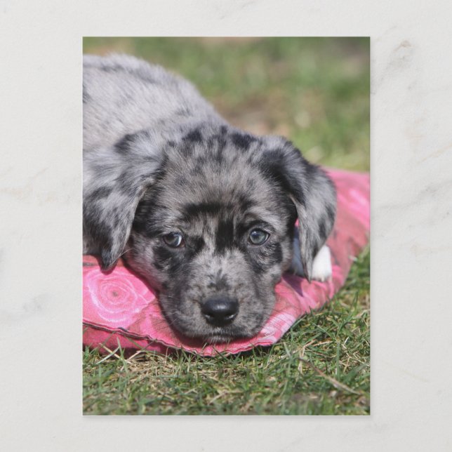 Cartão Postal Filhote delicada de mestiço (Frente)