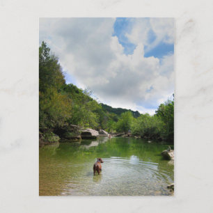 Cartão Postal Filhote Explorando Barton Creek - Austin Texas