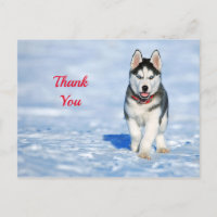 Filhote Husky Foto de Neve Obrigado