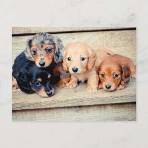Cartão Postal Filhotes de Dachshund