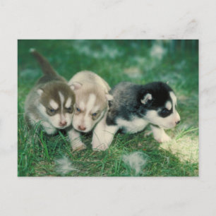 Cartão Postal Filhotes de Husky Siberiano