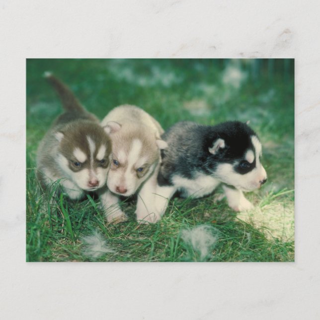 Cartão Postal Filhotes de Husky Siberiano (Frente)