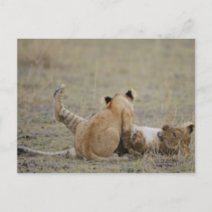 Cartão Postal Filhotes de leão (Panthera leo) brincando na gram