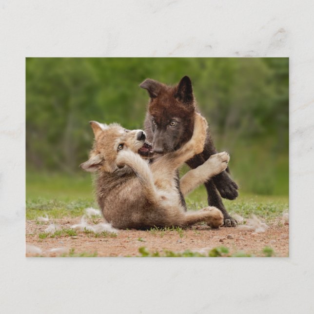 Cartão Postal Filhotes de Lobo Cinzento Lutando (Frente)