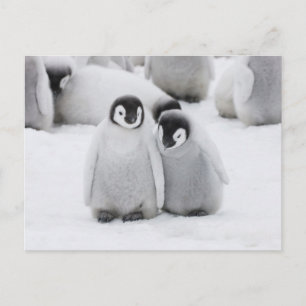 Cartão Postal Filhotes de Pinguim Imperador no Gelo na Antártida