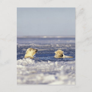 Cartão Postal Filhotes de urso polar brincando