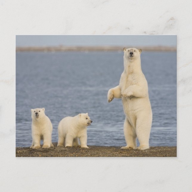 Cartão Postal Filhotes de urso polar e a sua mãe (Frente)