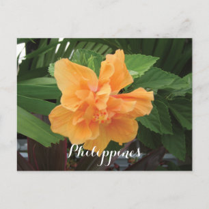 Cartão Postal Filipinas Yellow Hibiscus Gumamela