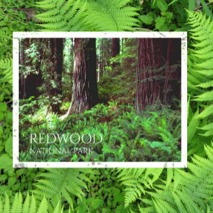 Cartão Postal Filtragem de luz através de árvores Sequoias, Fern