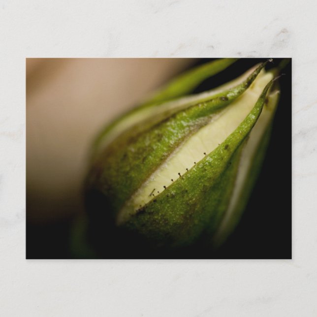 Cartão Postal Fim-acima do Rosebud (macro) (Frente)