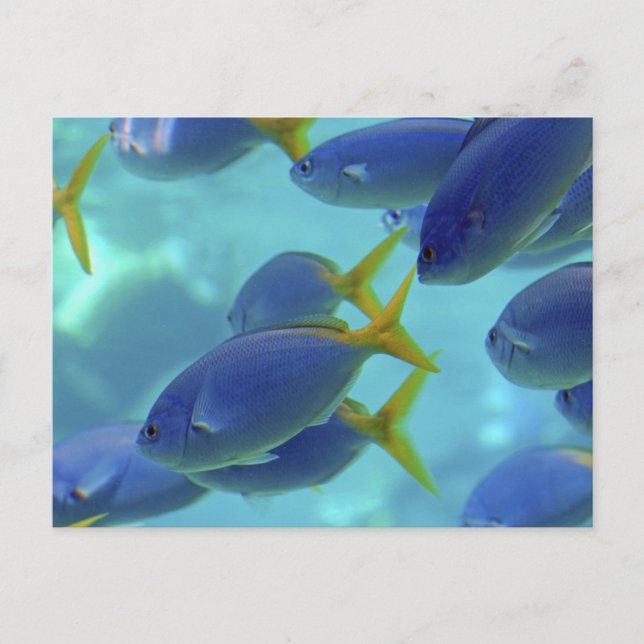 Cartão Postal Fim de aula! (Frente)