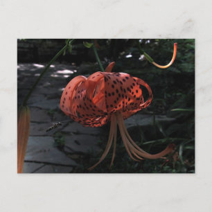 Cartão Postal Final Approach