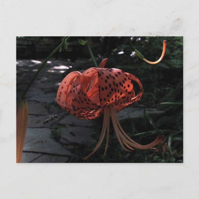 Cartão Postal Final Approach (Frente)